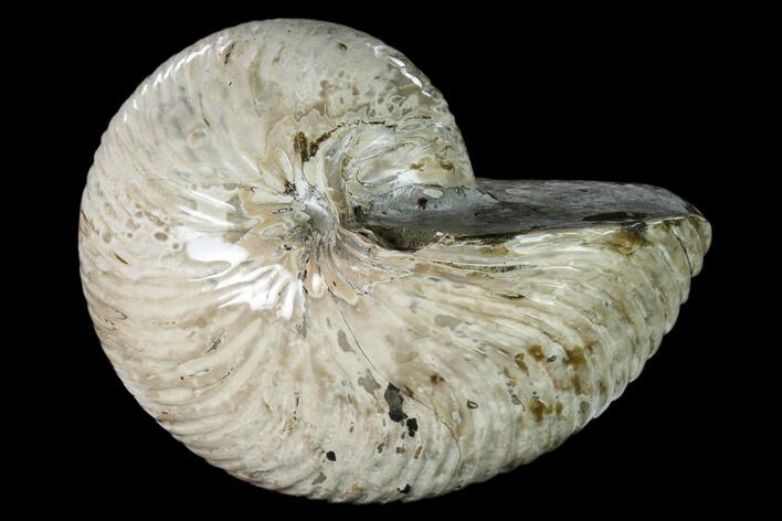 Polished Fossil Nautilus (Cymatoceras) - Madagascar #157816
